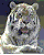 ptiger